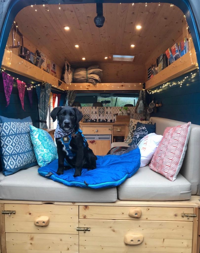 build a campervan - dog
