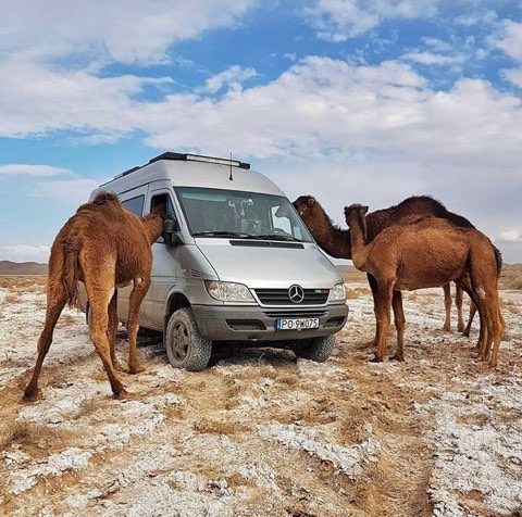 Van in desert with camels