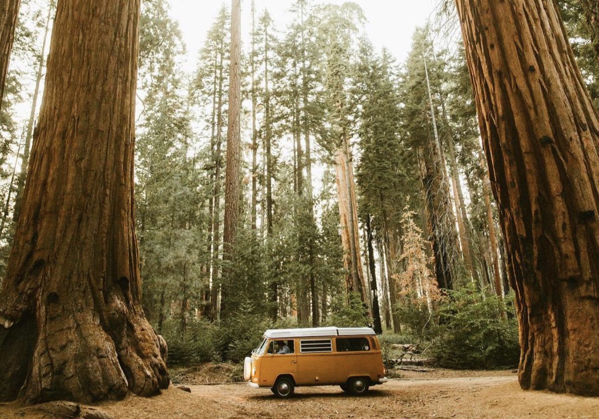 Sequoia National Park Camping and Kings Canyon Camping Guide