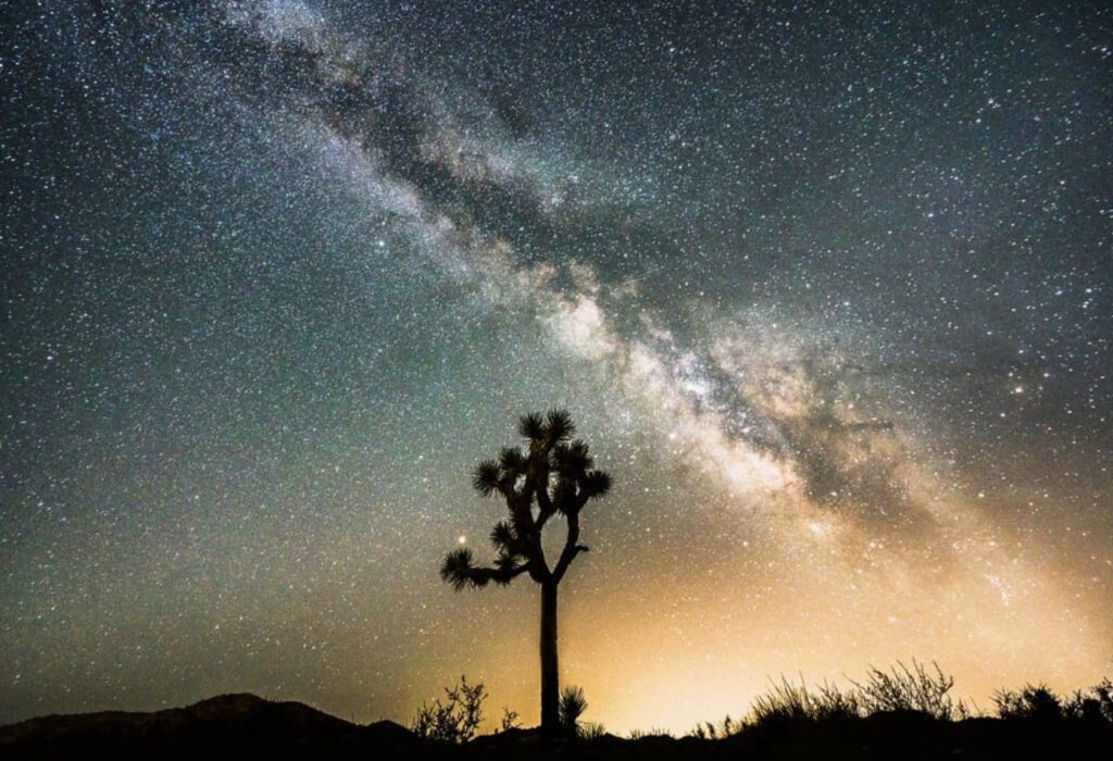 A joshua tree under the starry sky