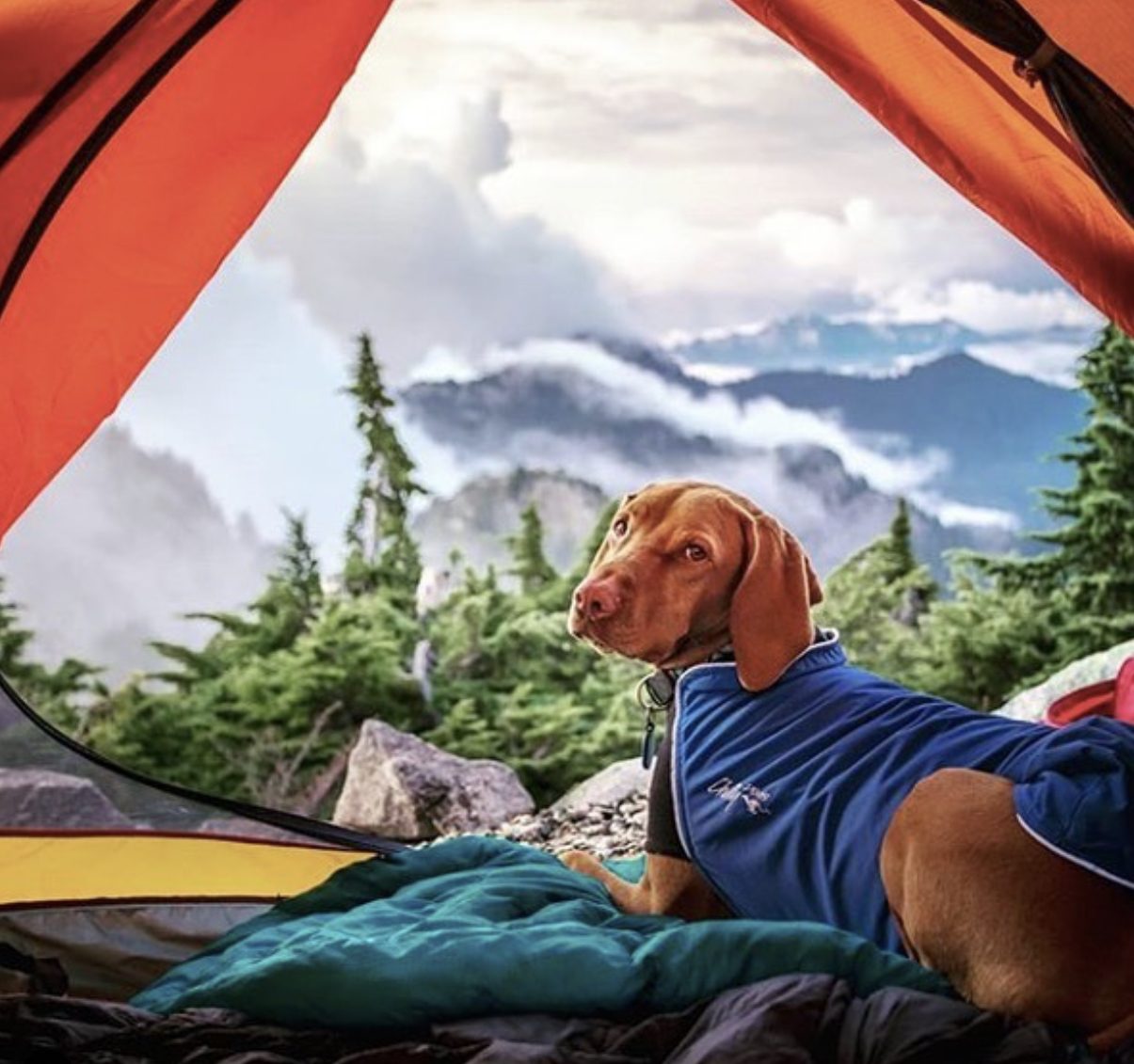 Camping With Dogs Everything You Need To Know